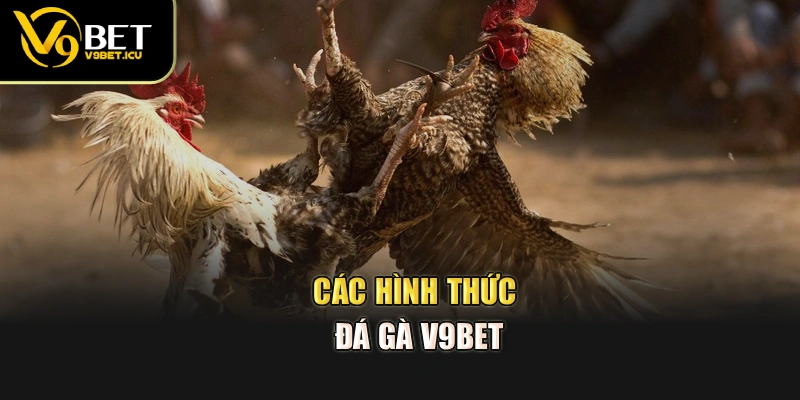 Các hình thức đá gà V9BET