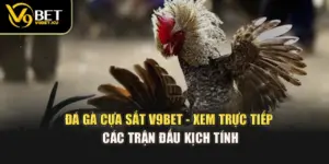 Đá Gà Cựa Sắt V9BET - Xem Trực Tiếp Các Trận Đấu Kịch Tính