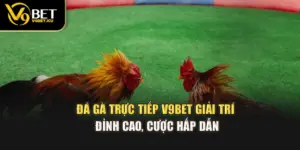 Đá Gà Trực Tiếp V9BET – Giải Trí Đỉnh Cao, Cược Hấp Dẫn