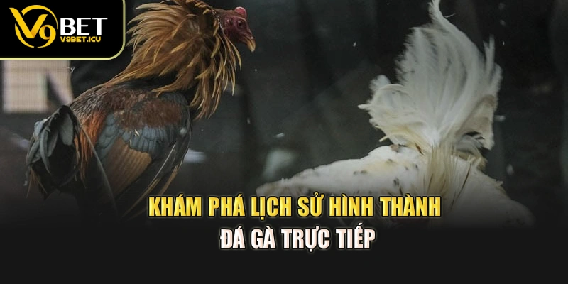 Khám phá lịch sử hình thành đá gà trực tiếp