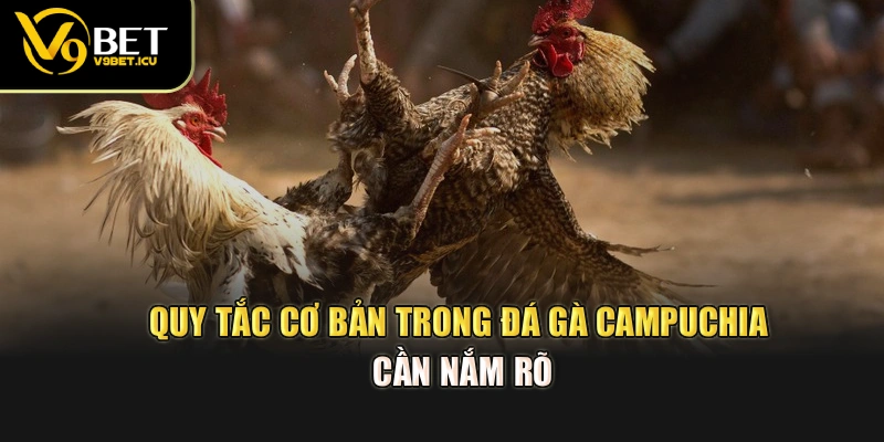 Quy tắc cơ bản trong đá gà Campuchia cần nắm rõ