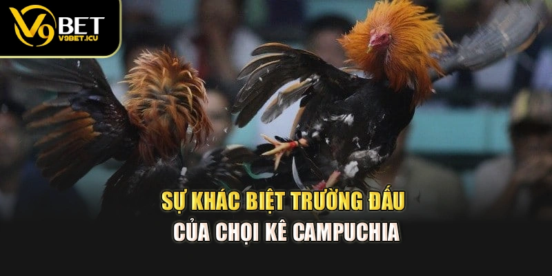 Sự khác biệt trường đấu của chọi kê Campuchia