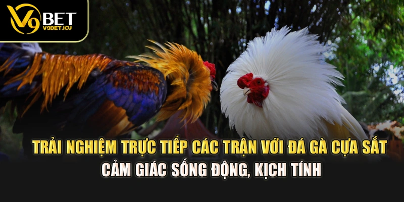 Trải nghiệm trực tiếp các trận với đá gà cựa sắt, cảm giác sống động, kịch tính