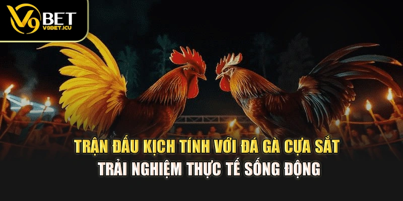 Trận đấu kịch tính với đá gà cựa sắt – trải nghiệm thực tế sống động