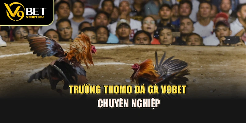 Trường Thomo đá gà V9BET chuyên nghiệp
