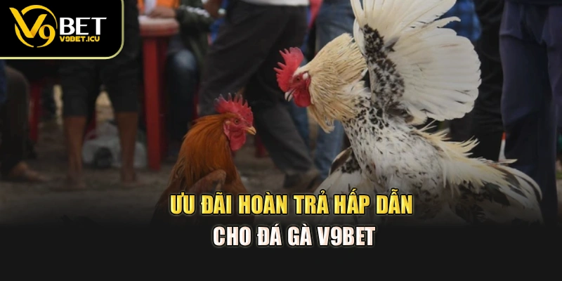 Ưu đãi hoàn trả hấp dẫn cho đá gà V9BET